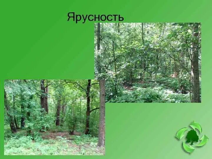 Ярусность является примером таких межвидовых. Ярусность фитоценоза. ярусность в широколиственном лесу.