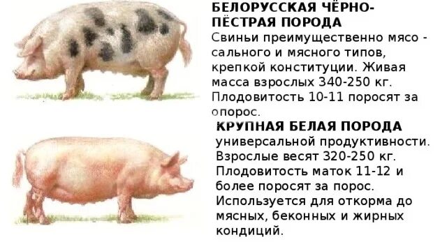Пестрая масса. Породы свиней мясные беконные сальные. Чёрно-пёстрая порода свиней. Черно пестрая порода свиней. Вес поросенка.