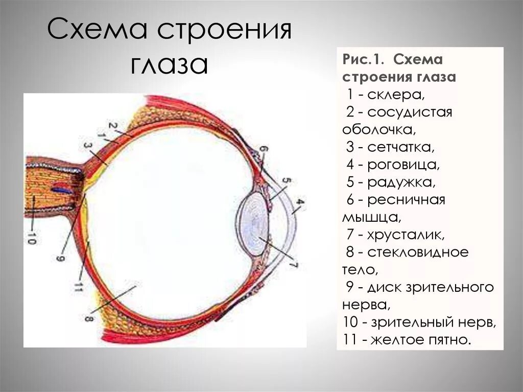 Схема строения глаза анатомия. Строение глаза человека схема. Строение строение глаза человека. Строение человеческого глаза.