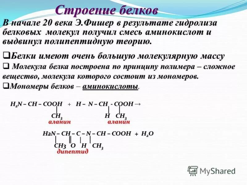 Расщепляет молекулы белков