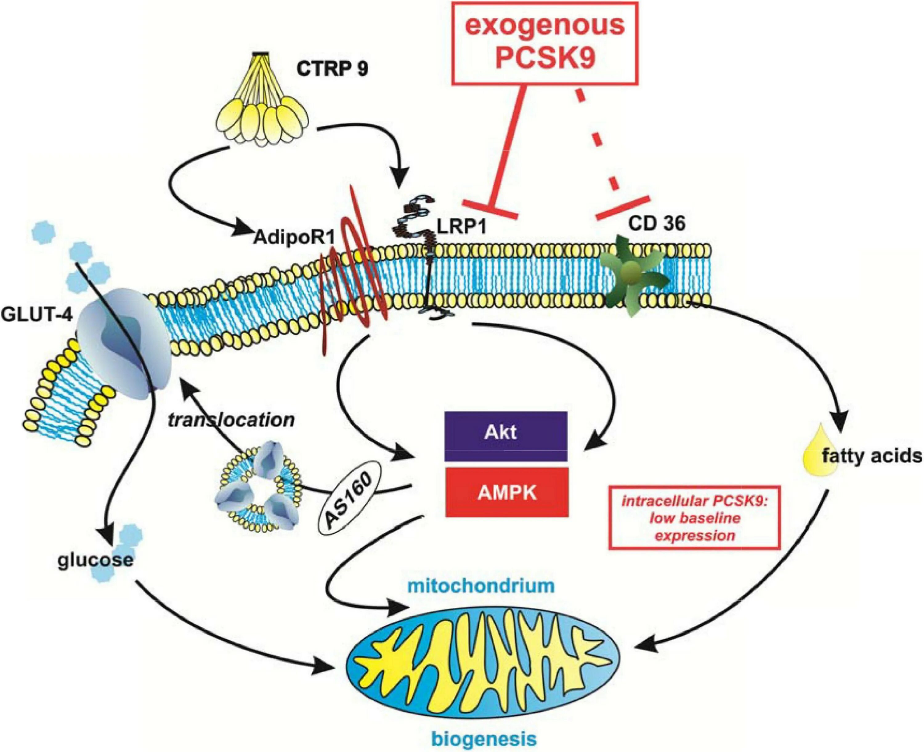 Повышенные уровень функция pcsk9. Мутация pcsk9. ингибиторы pcsk9. pcsk9 препараты. гена pcsk9,.