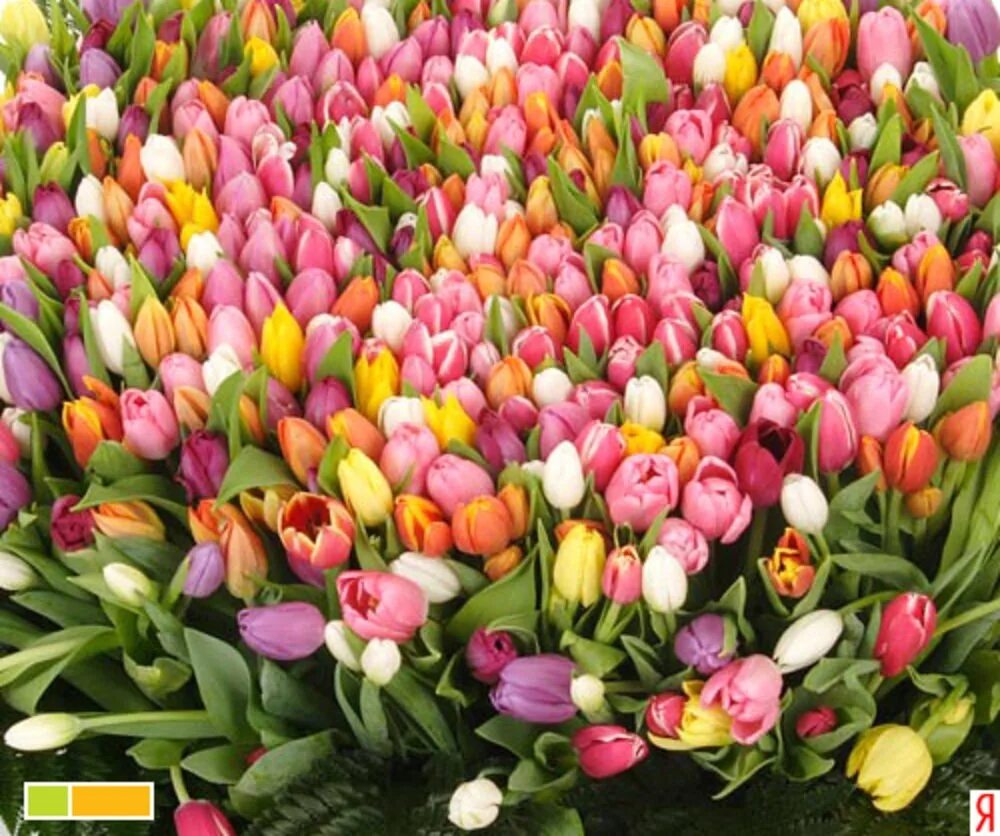 С днём рождения тюльпаны. Поздравления с хорошим нас. Картинка с днем рождения женщине с тюльпанами. Тюльпаны открытка. С днем рождения женщине коллеге.