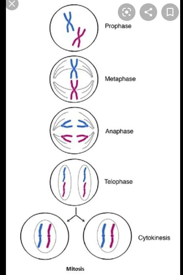 Профаза мейоза 2. Деление клетки митоз. Фазы митоза. Mitosis Stages.