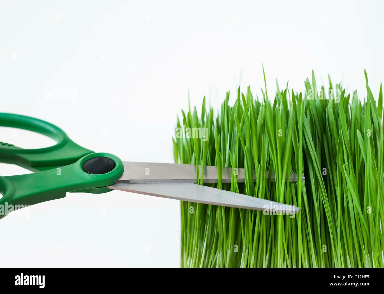 Cutting green. Ножницы зеленые. Cutting grass животное. Grass Cutter Storage. With Cut grass with a Hook.