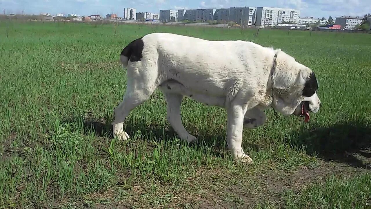 Бугай алабай якут и эрна великого уродами ответ. Бугай алабай якут и эрна великого уродами ответ. Бугай алабай. Помесь таксы и алабая. Собака бугай алабай щенки.