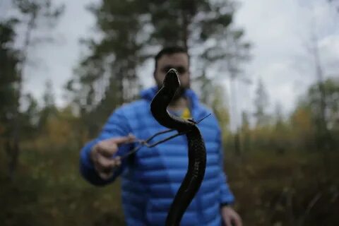 Руки гадюки