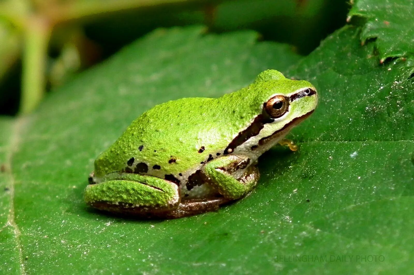Лягушка класс животных. Лягушка зеленая в Абхазии. Лягушка ярко зеленого цвета. Крикливая лягушка. Лягушка с зелеными и черными полосками.