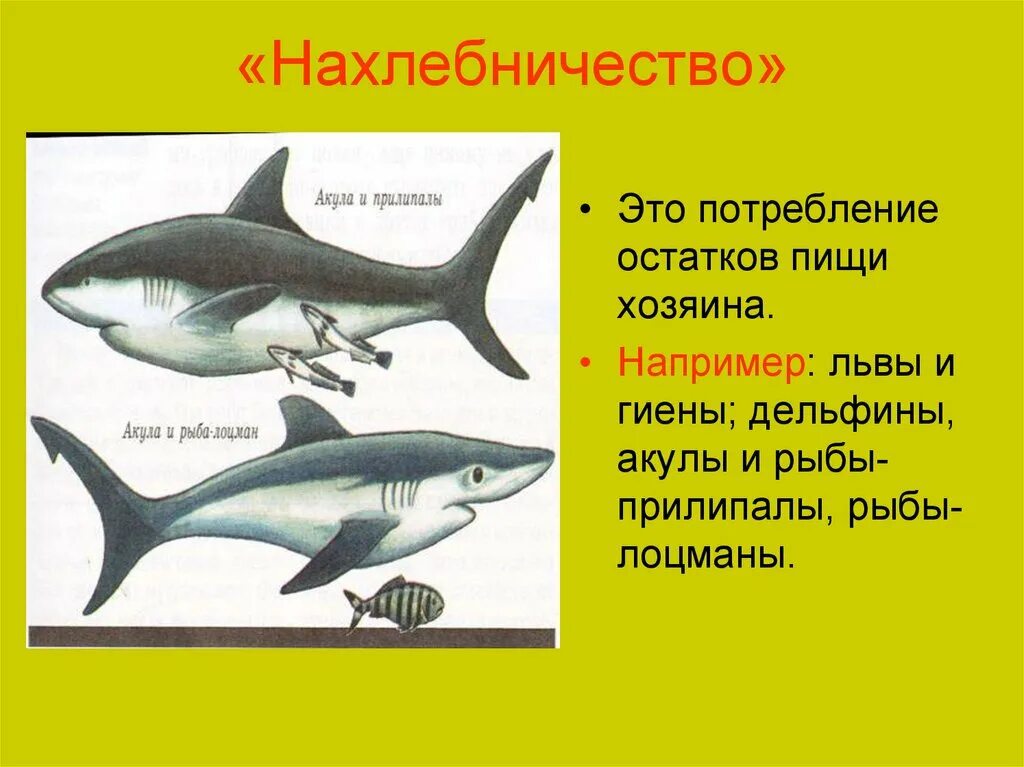 Комменсализм акула и рыба Лоцман. Рыба прилипала нахлебничество. Акула и рыба прилипало нахлебничество. Комменсализм акула и рыба прилипала. Комменсализм акула и рыба