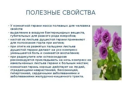Герань лечебные свойства