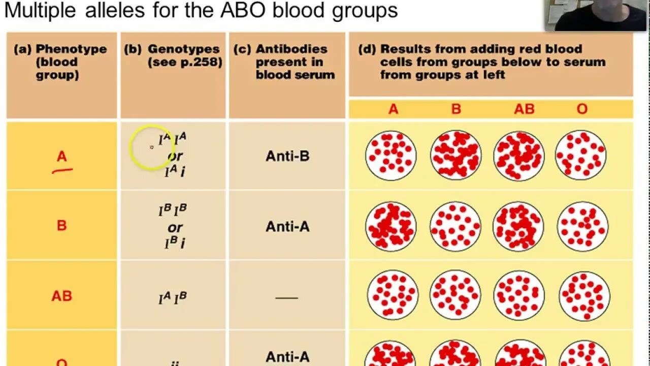 Генотип четвертой группы крови. Генетика групп крови человека. Аллели групп крови. Генотипы групп крови. Множественный аллелизм группы крови.