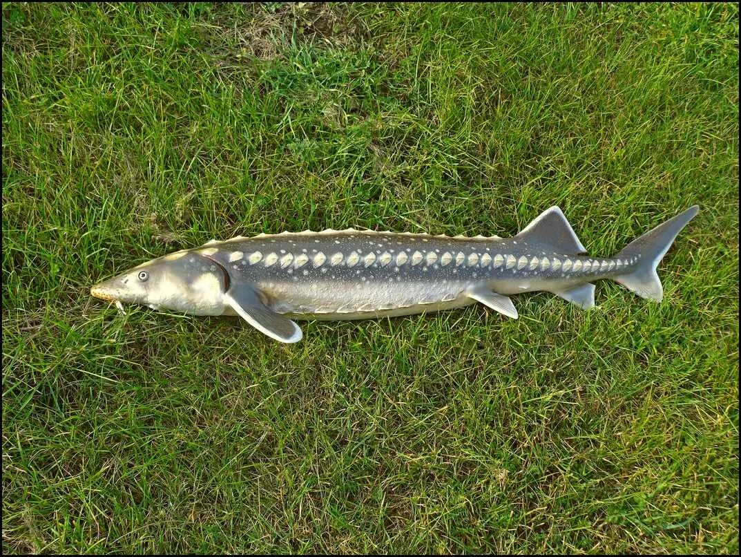 русско ленский осетр. белуга и севрюга. стерлядь acipenser ruthenus. осетрообразные севрюга. белуга, севрюга осетр рыба.