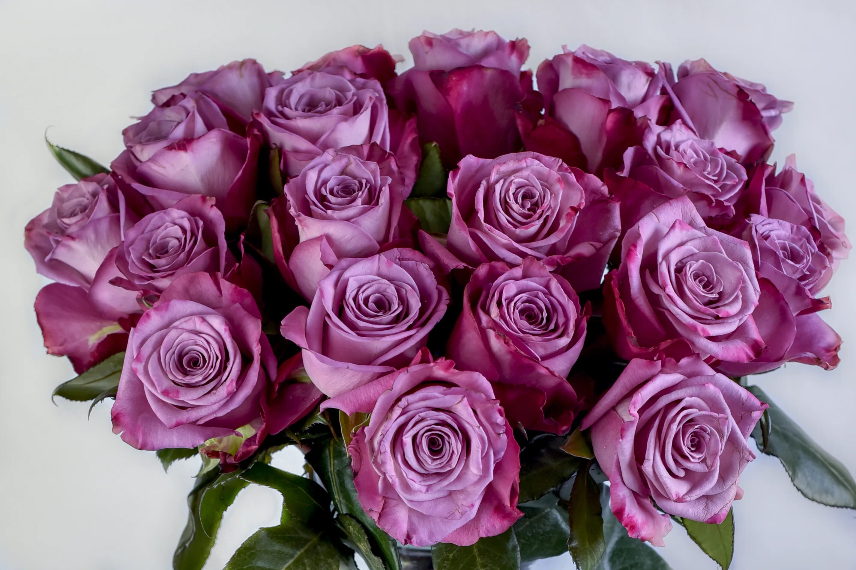 Роза муди блюз эквадор. Роза эквадор moody blues. Rose blues. Moody blues роза. Роза эквадор moody blues.