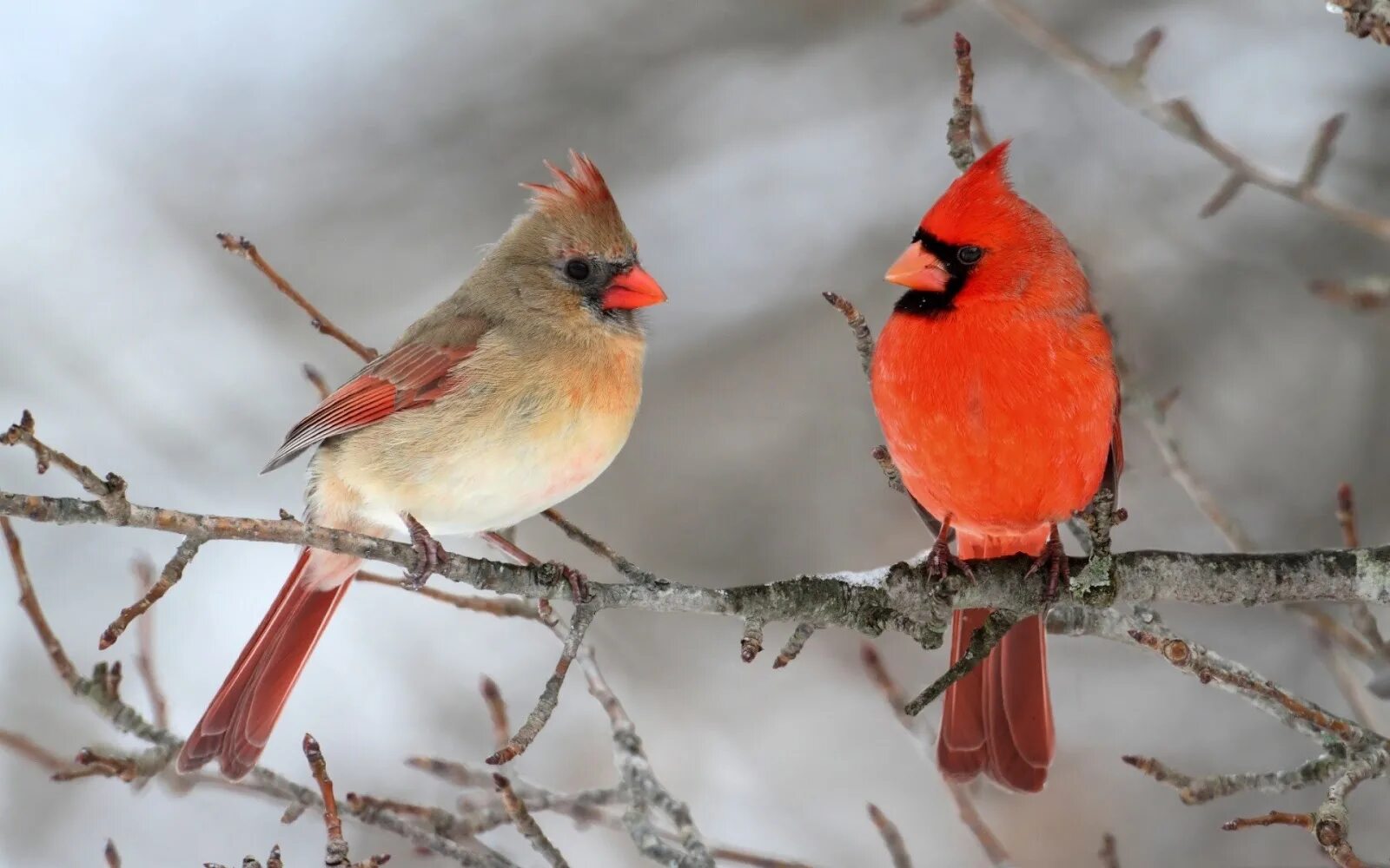 Красные зимние птицы. Красный Кардинал птица самка. Птичка с хохолком. Птичка с красным хохолком. Зимняя птичка с хохолком.