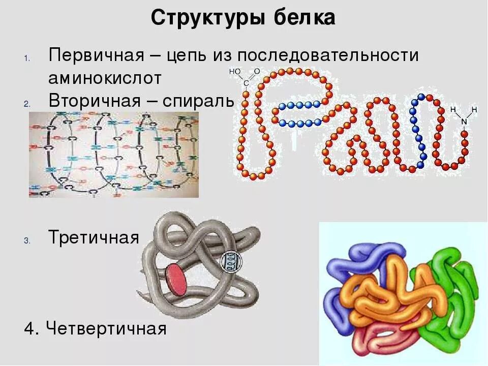 Первичная вторичная четвертичная структура белка. Цепочка аминокислот структура белка. Структуры белка первичная вторичная третичная четвертичная. Первичная вторичная третичная структура белка.