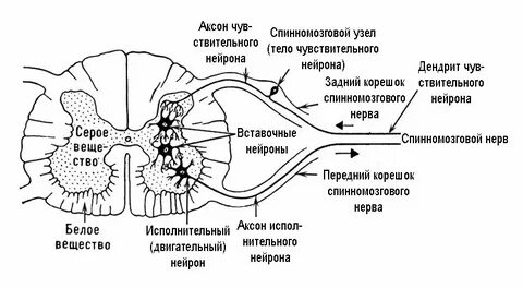 Типы серого вещества