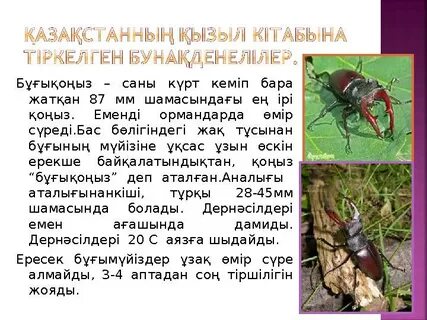 Армян порно қыз