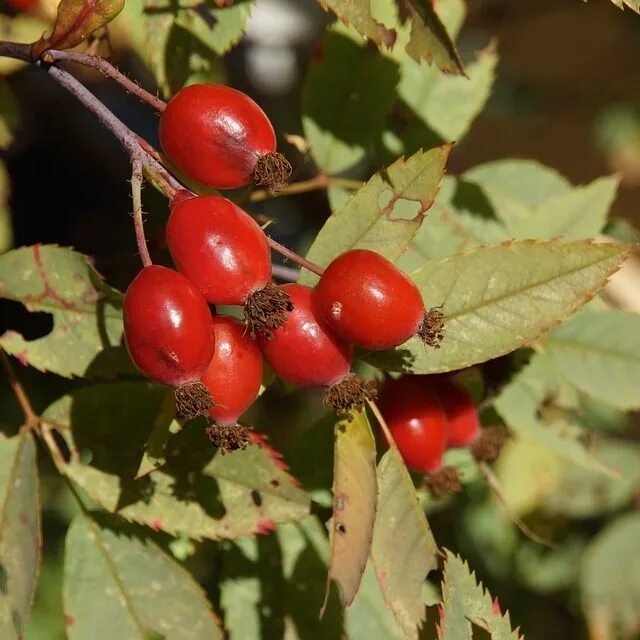 Рябина обыкновенная Гранатная: купить в Москве саженцы Sorbus aucuparia Granatna