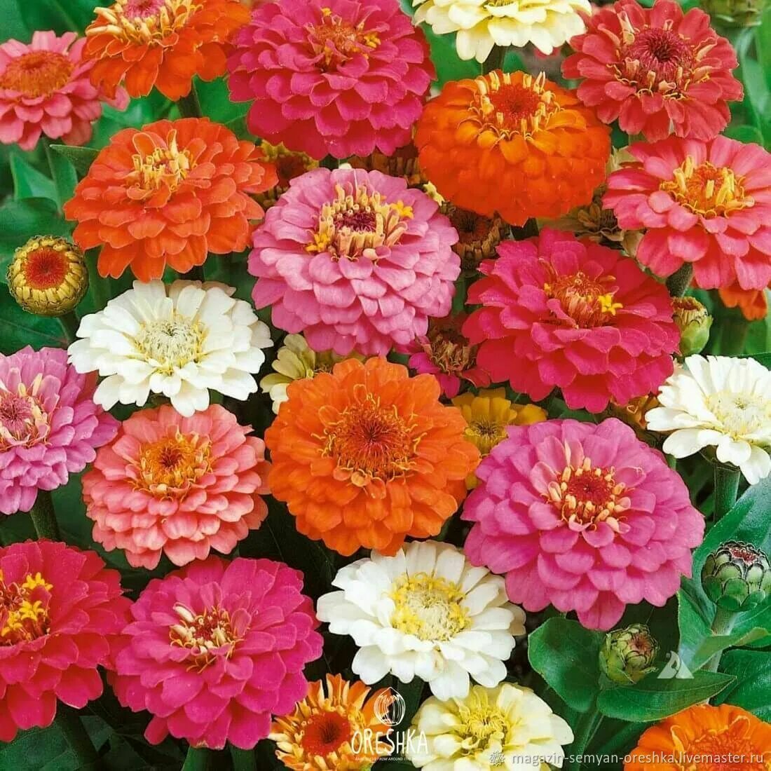 Циния свои семена. Цинния дабл захара черри. цинния изящная (zinnia elegans). циния калифорнийская. циния захара микс.