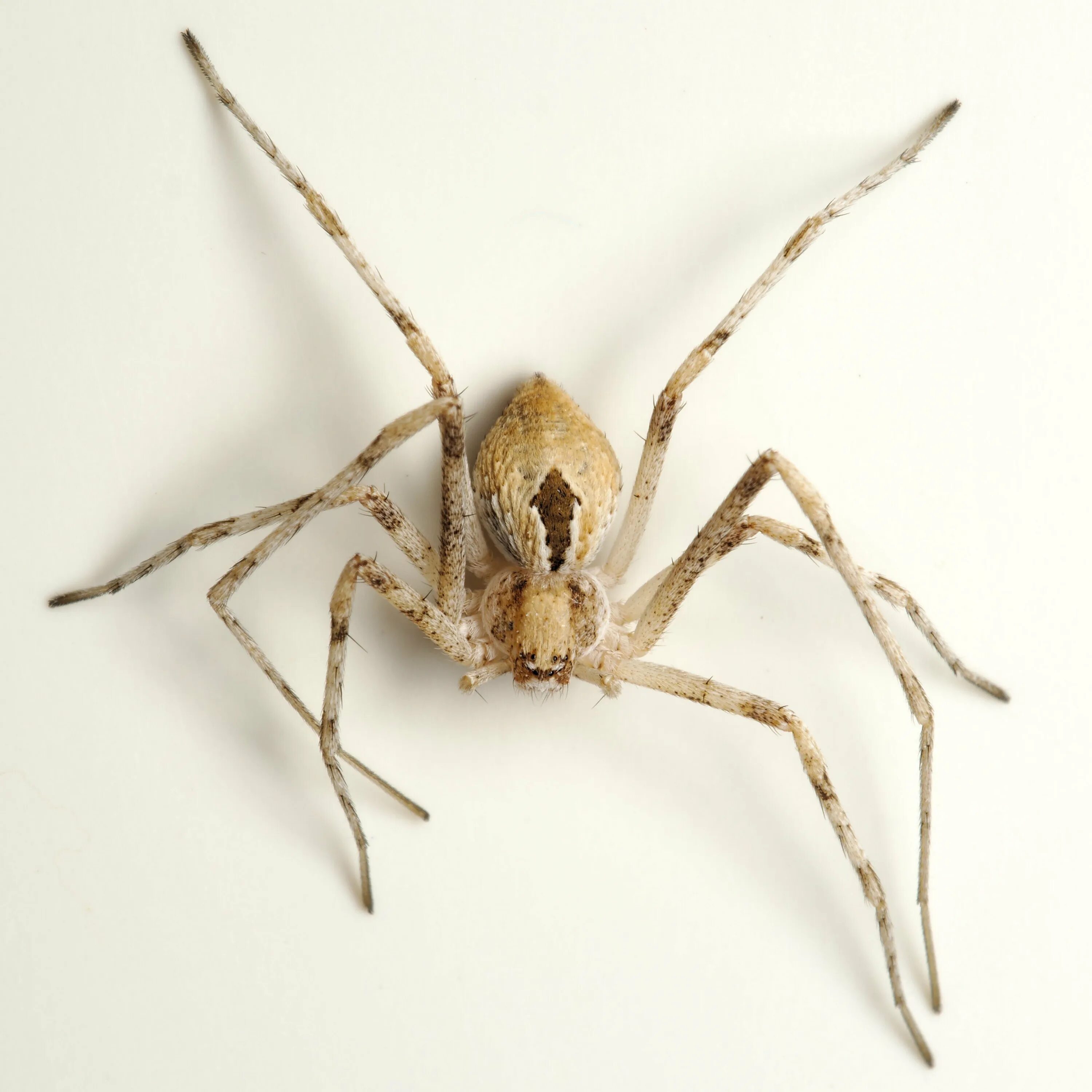 Желтый домашний паук. Белый паук в квартире. Пауки светлые большие. Паук крестовик альбинос. Cheiracanthium inclusum.