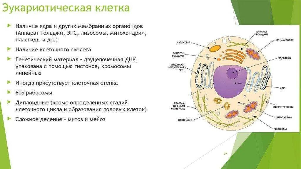 Ядро прокариотов содержит