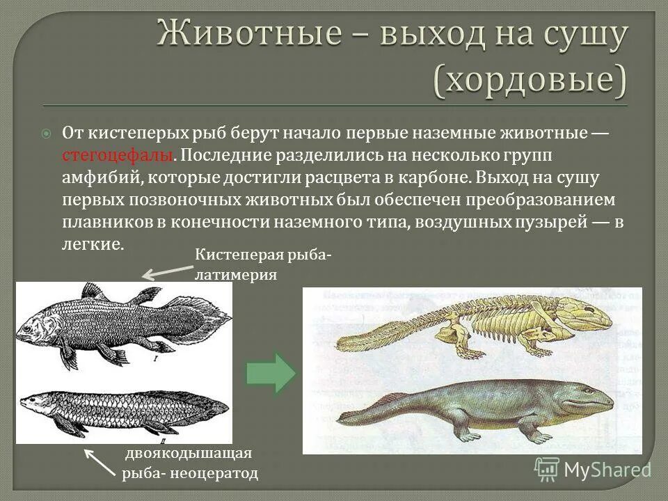 Первые наземные земноводные. Наземные позвоночные.