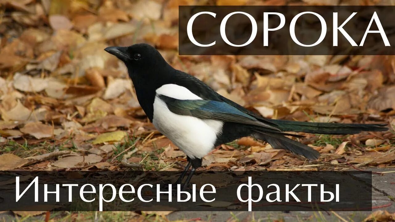 Беседа сороки. Сорока интересные факты для детей. Интересные факты о воронах и Сороках. Интересные факты про сорок. Необычные факты о Сороках.