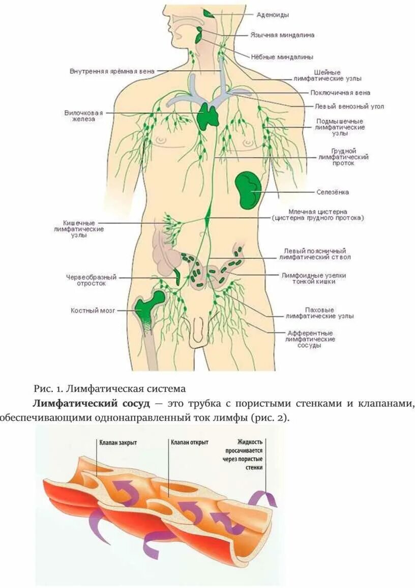 Лимфатическая система лимфоузлы. Лимфатическая система человека схема движения. Лимфатическая система человека схема движения лимфы. Лимфатическая система схема паховые лимфоузлы. Где у женщины расположены лимфоузлы