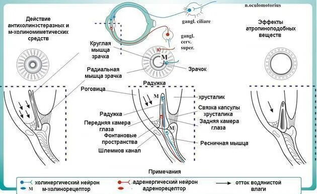 Мышца регулирующая размер зрачка. Механизм сужения и расширения зрачка. рефлекторная дуга расширения зрачка схема. схема реакции зрачка на аккомодация. механизм расширения зрачка физиология.