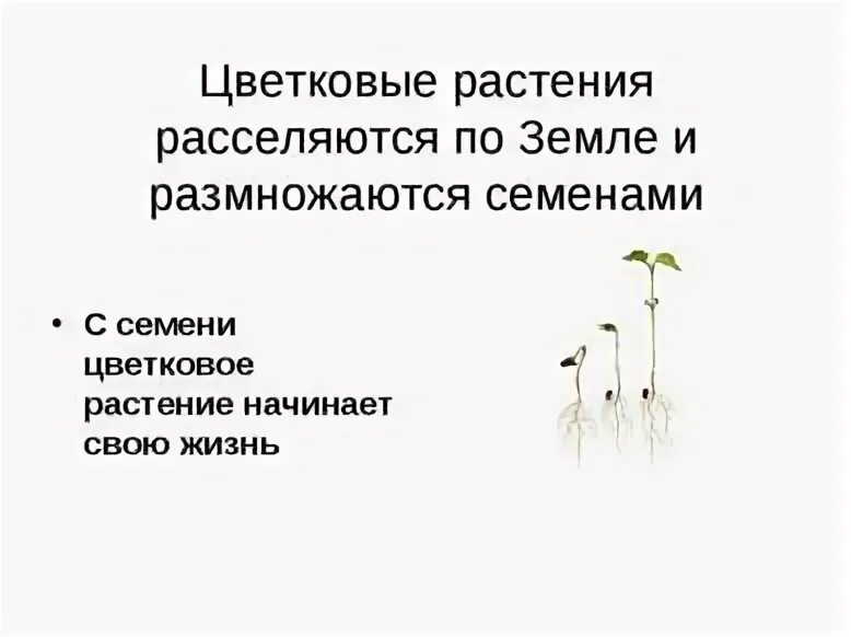 Как грибы размножаются и расселяются 7 класс. Как грибы размножаются и расселяются 7 класс