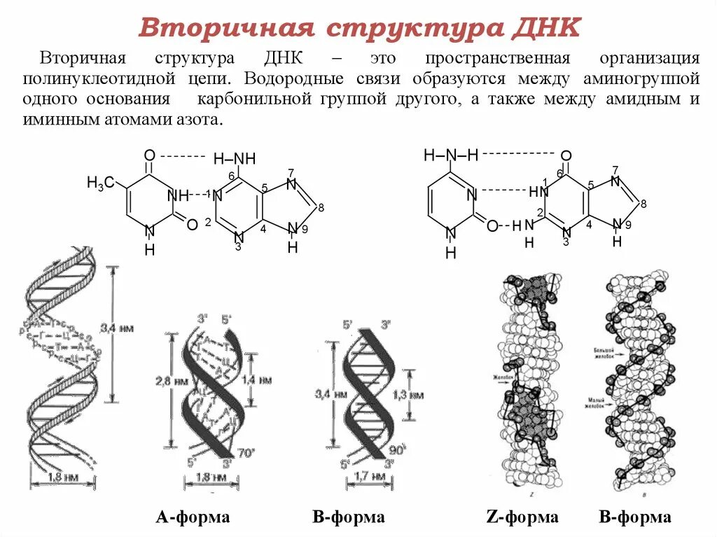 Опишите вторичную структуру молекулы ДНК. Первичная структура молекулы ДНК. Первичная структура ДНК функции. Вторичная структура молекулы ДНК.