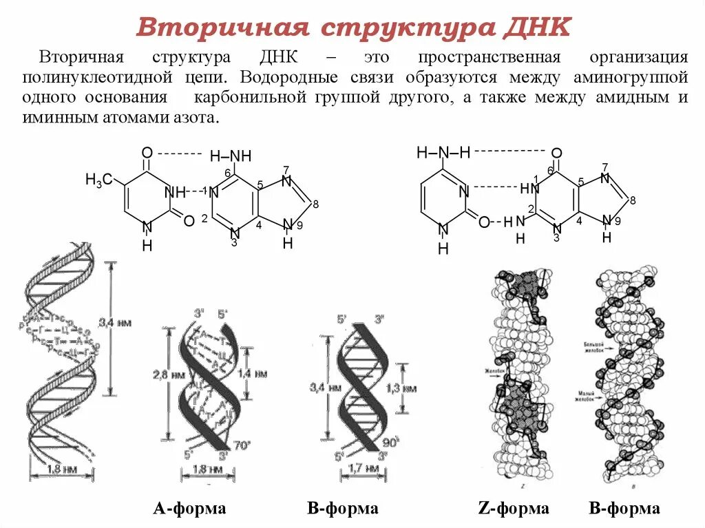 Связи в нуклеиновых кислотах. Опишите вторичную структуру молекулы ДНК. Первичная структура молекулы ДНК. Первичная структура ДНК функции. Вторичная структура молекулы ДНК.