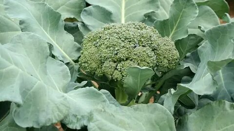 Cruciferous vegetable