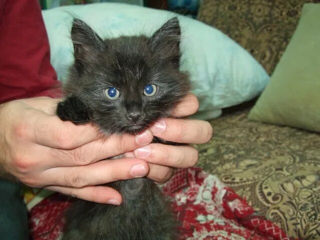 серые дымчатые котята в добрые руки. фото серый кремовый котенок по имени яша. отдам пушистых котят. котенок 1 месяц бело рыжий. кот пушистый чёрный.