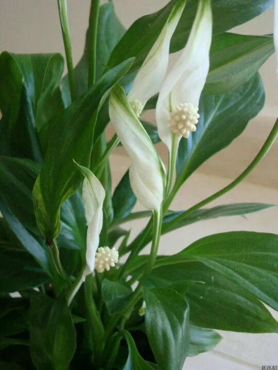 Спатифиллум floribundum. Спатифиллум мужегон. Спатифиллум перл купидо. Когда цветет цветок счастья. Спацифилиум цветок.