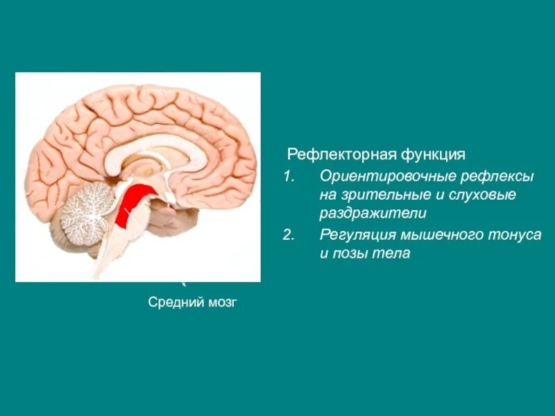 Зрительный и слуховой ориентировочный рефлекс. Центры рефлексов мозжечок головного мозга. Ориентировочные рефлексы головного мозга. Отдел головного мозга ориентировочные рефлексы. Ориентировочные рефлексы на зрительные и слуховые импульсы.