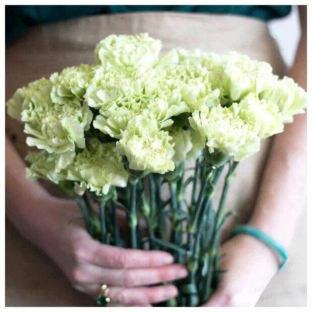 Pin by Yza Fujiko on Green Flowers Green carnation, Types of flowers, Peach flow