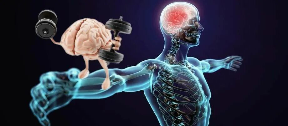 Muscle memory