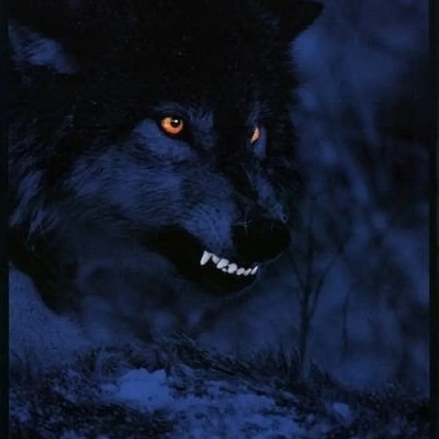 Волк светятся глаза. Глаза волка в темноте. Глаз волка. Волк со светящимися глазами. Волчьи глаза светятся в темноте.