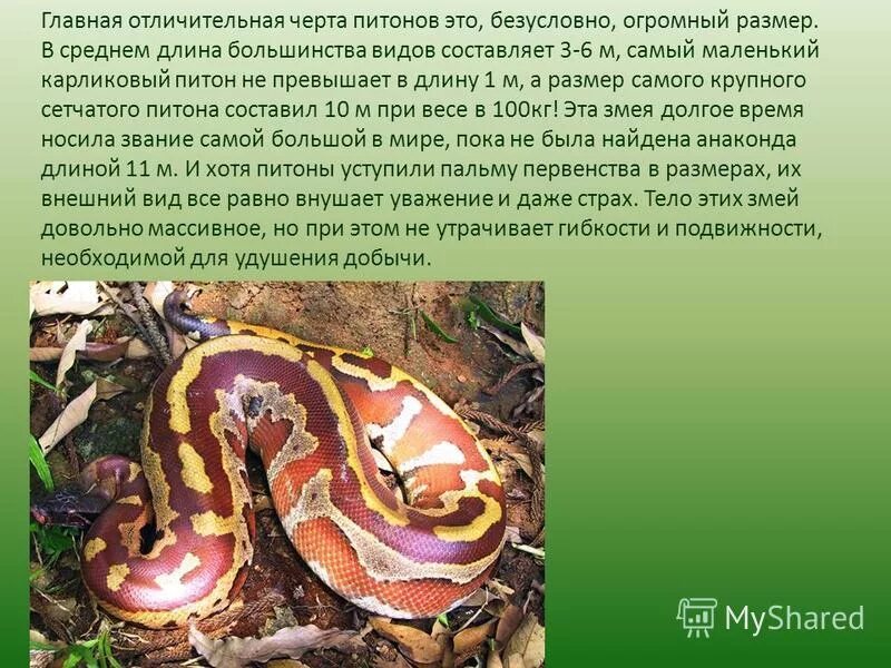Интересные факты о петоне. Факты о питонах. Анаконда краткий доклад. Питон информация для детей 1 класс. Сообщение о змее питон.
