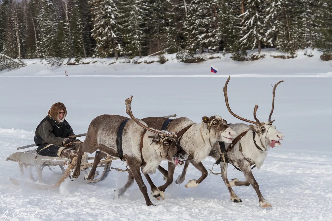 Якутия оленьи упряжки. Упряжка оленей. Эвенки каюры. Северный олень в упряжке. Северный олень в упряжке.