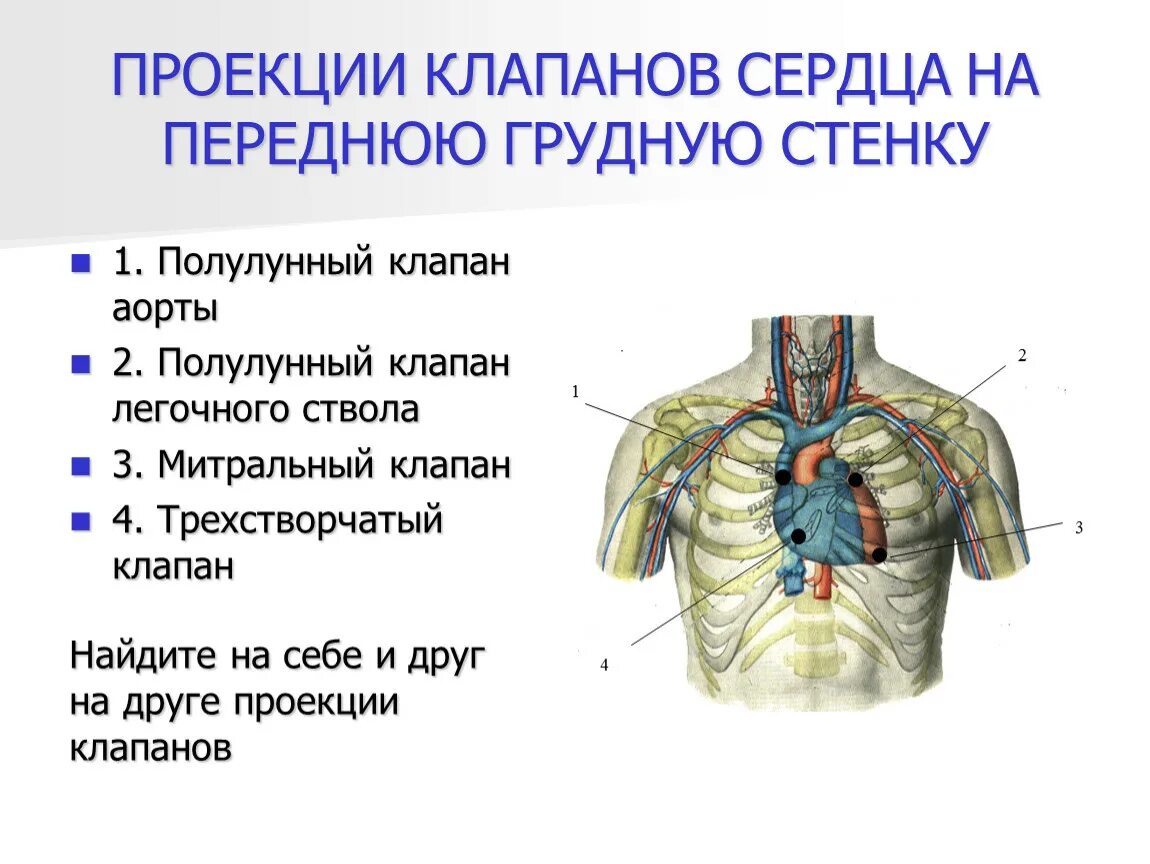 Проекция клапана легочного ствола. Проекция клапанов сердца на грудную стенку. Проекция границ и клапанов сердца на переднюю грудную стенку. Топография клапанов сердца на переднюю грудную стенку. Клапаны сердца на грудной клетке