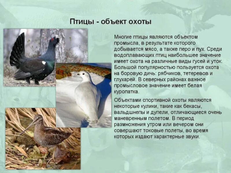 Промысел птиц. Разнообразие птиц. Охрана птиц. Происхождение птиц презентация. Значение и охрана птиц.