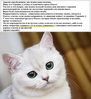 Уважаемый кот
