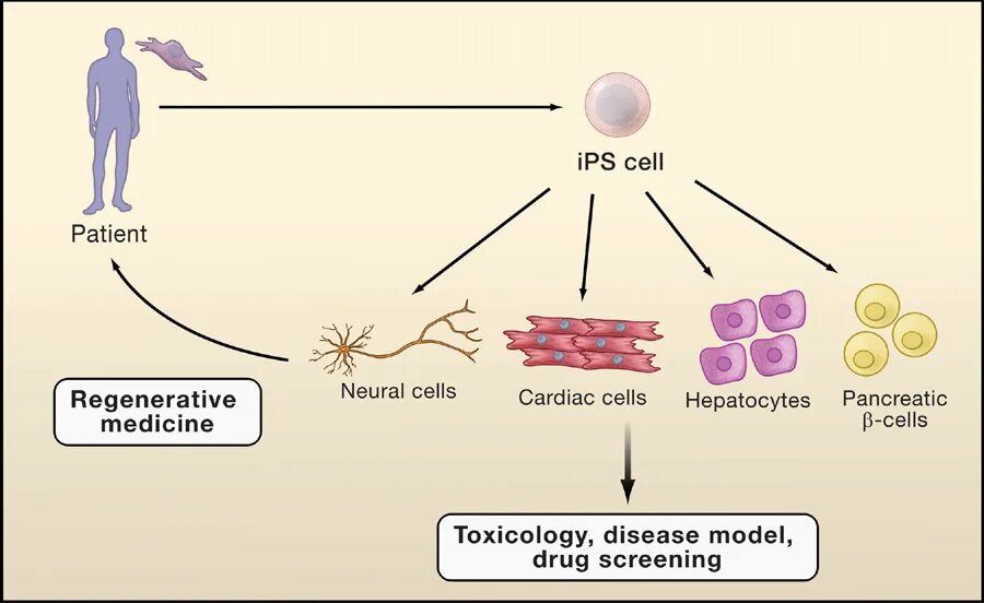 Application cells
