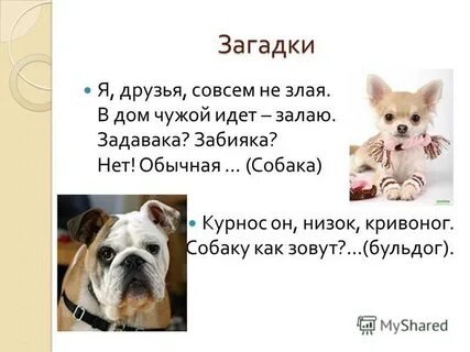 Шавка текст