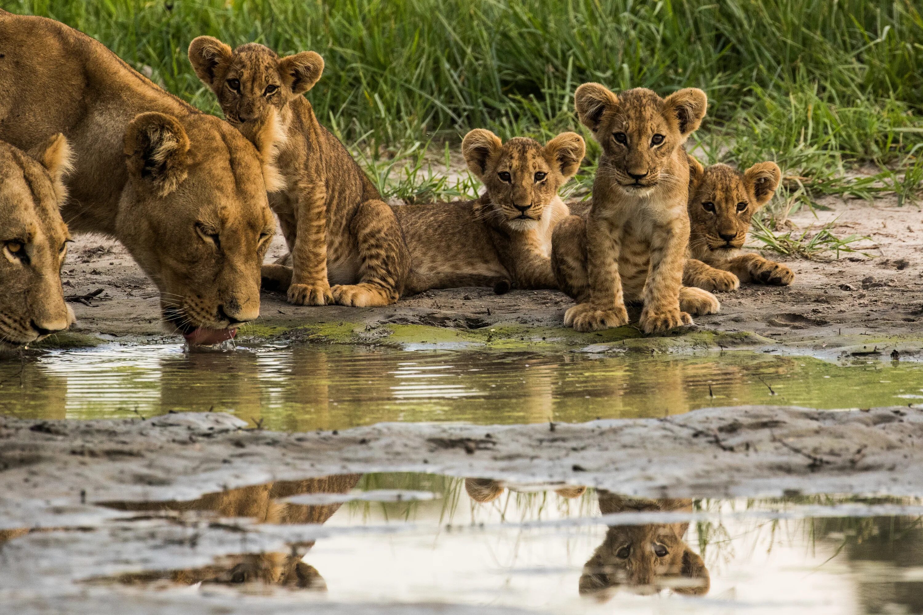 National wildlife. Джиографик вайлд. National Geographic Wild. Таиланд природа животные. National Geographic про животных.