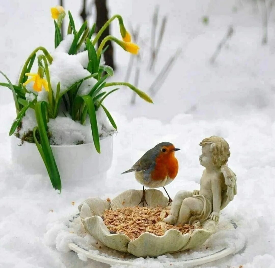 Картинка хорошего дня февраля. Доброе Весеннее Снежное утро. Птицы и подснежники.