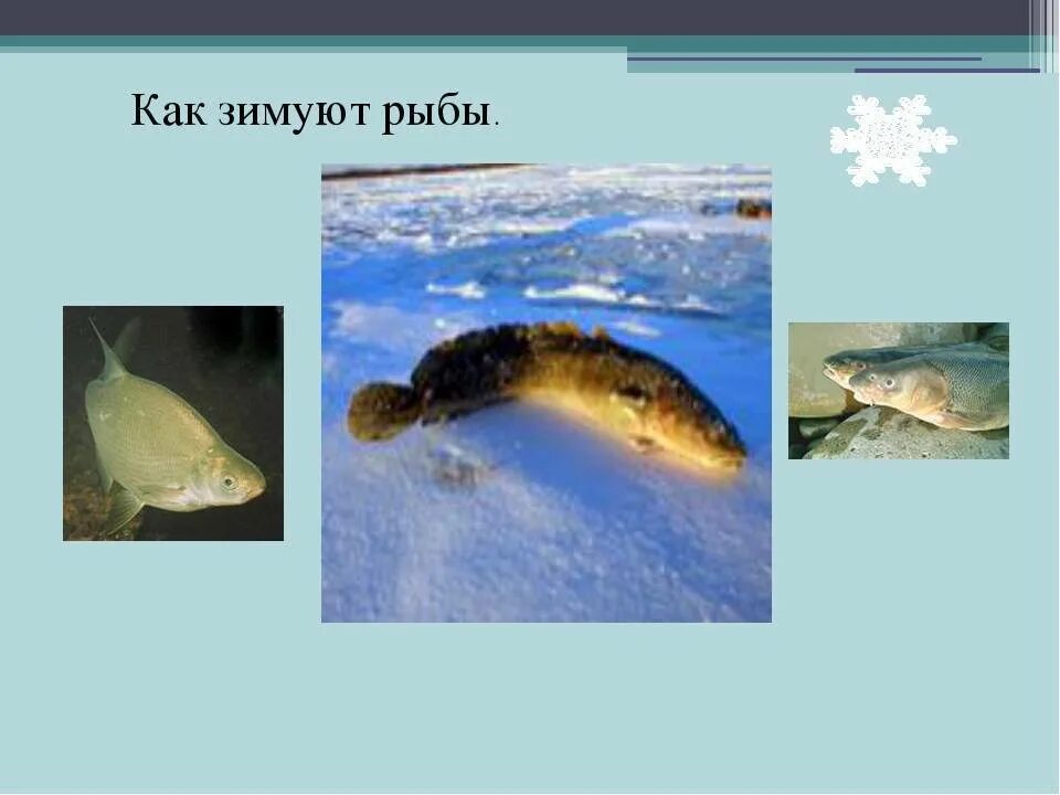 Рыбам в зиму жить. Рыбы зимуют. обитатели водоемов зимой. жизнь рыб зимой для дошкольников. рыбы зимой впадают в спячку.