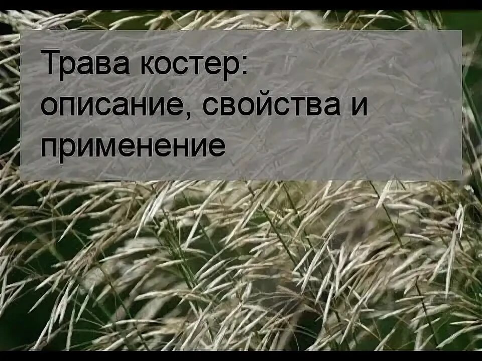 Посеять костер. Костер трава на сено. Злаковые травы для сенокоса. Сено кострец. Трава костер фото и описание.