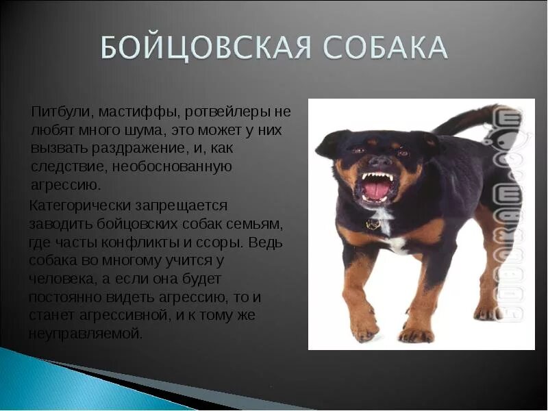 Доклад на тему собаки. Собака для презентации. Породы собак презентация. Доклад про собаку. Описание любой собаки.